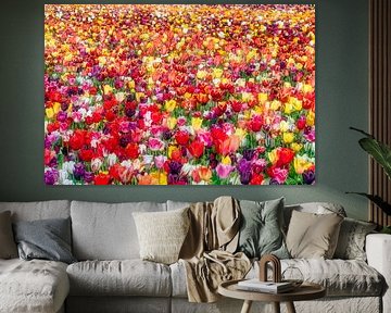 Nederland, Noordwijkerhout, Bloeiende tulpen veld.