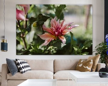 Sanftes Sommerlicht – Dahlien in voller Blüte