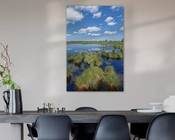 Blauw pijpje of Molinia caerulea in de Hoge Venen, Eifel, Duitsland van Peter Eckert