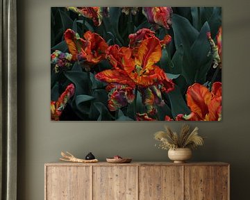 Rote gelbe Tulpen von Tatjana Korneeva