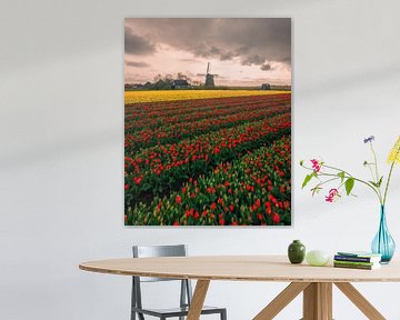 Tulip fields with windmill under dramatic sky by Ewold Kooistra