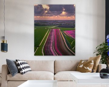 Tulpenfelder bei Schagen unter dramatischem Himmel von Ewold Kooistra