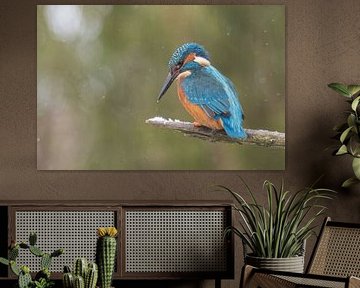 IJsvogel wachtend op duik van Lies Bakker