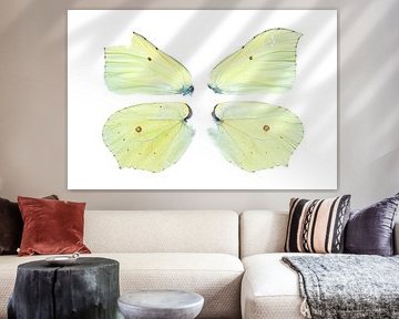 Flügel des Zitronenfalters