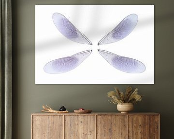 Flügel der Wiesen-Libelle