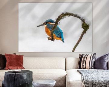 Eisvogel im Winter von Lies Bakker