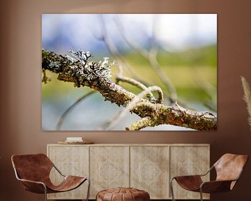 Der ruhige Luttensee bei Mittenwald, umgeben von alpiner Natur und stiller Berglandschaft. von Miriam Schwarzfischer Fotografie
