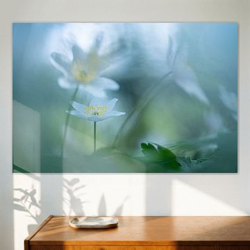 Die Waldanemone, eine verzauberte Frühlingsblume