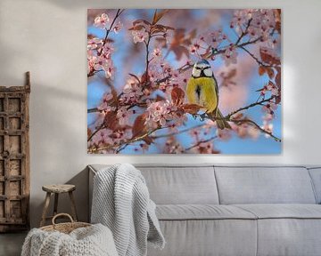 Pimpelmees in roze bloesems van Katho Menden