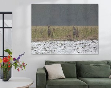 Chevreuil sur Fotonatuurlijk