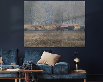 Highlanders écossais sur Fotonatuurlijk