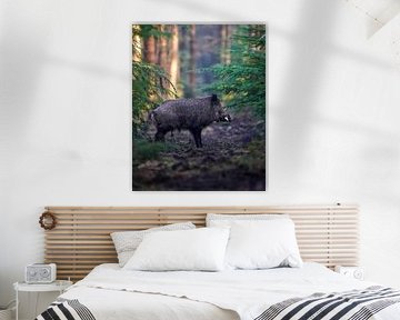 Wild boar in the forest