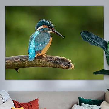 Eisvogel ruht sich auf einem Ast aus