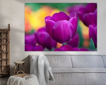 Violette Tulpe im Frühlingslicht von Ivonne Fuhren-van de Kerkhof