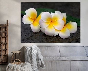 Frangipani op natuursteen van Ivonne Fuhren-van de Kerkhof