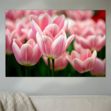 Pink-weiße Tulpen im Frühlingslicht