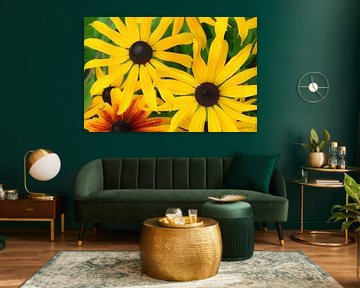 Fleurs de Rudbeckia en pleine floraison sur AS Photography