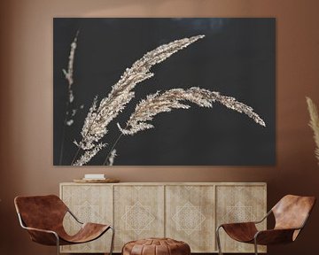 Die zarte Schönheit trockener Gräser im Sonnenlicht von AS Photography