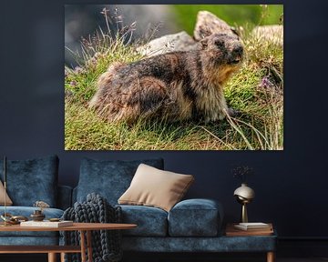 Alpenmarmot van Achim Thomae Photography