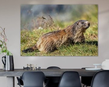 Alpenmarmot