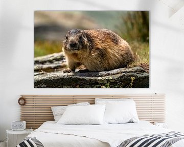 Alpenmarmot in Oostenrijk