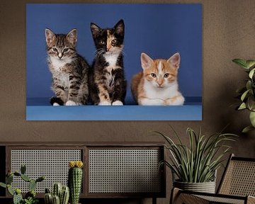 Drei süße Kätzchen in einer Reihe von Dagmar Hijmans