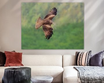 Milans noirs aux ailes déployées sur Katho Menden