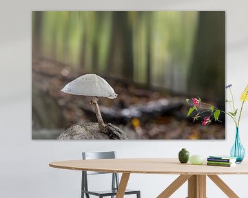 Porzellanpilz einsam im Wald von Jan Poppe