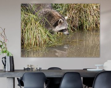 Raccoon reflecting in the water by Paul Veen