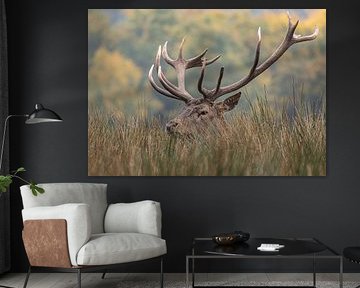 Tête de cerf élaphe dans l'herbe sur Paul Veen