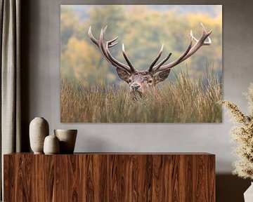 Le cerf élaphe vous regarde sur Paul Veen