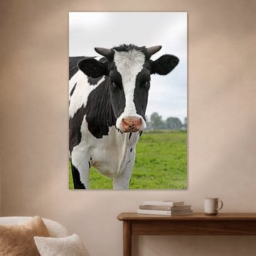 Cow