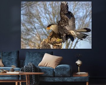 Kuifcaracara – Intelligentie met een rauw randje van Robert Jan Smit