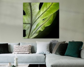 Phlebodium van Rob van der Wal