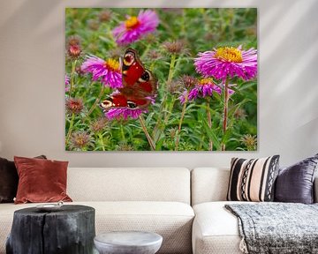 Schmetterling und Astern