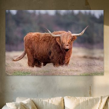 Highland Cow