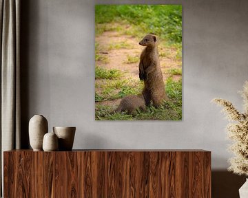 Maman Mangouste avec son petit sur Willemijn Wolthaus