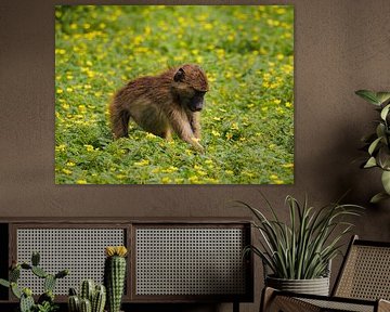 Junger Pavian von Willemijn Wolthaus