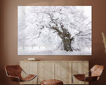 The Hohne Oak in its winter coat by Jürgen Schmittdiel Photography