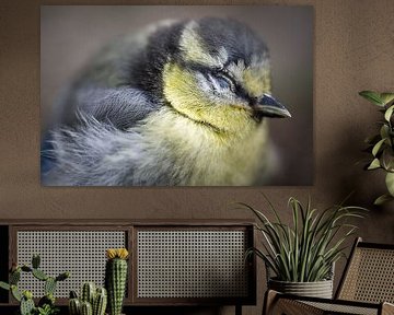 Portrait d'un oisillon mésange sur Jürgen Schmittdiel Photography