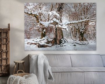 Het bos in winterkleed