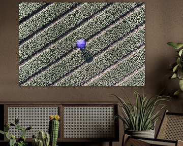 Umbrella in the bulb fields by Peter Haastrecht, van
