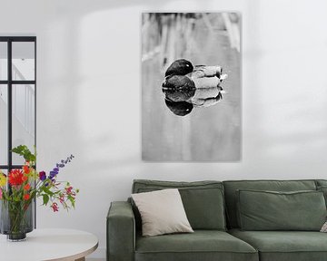 Reflection of tranquillity – Wild duck by Ward Denckens