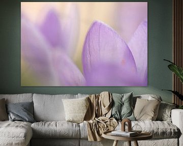 Close-up of a lilac crocus in a soft atmosphere