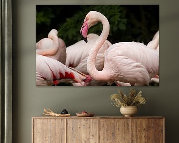 Elegantie in Roze – Europese Flamingo van Robert Jan Smit