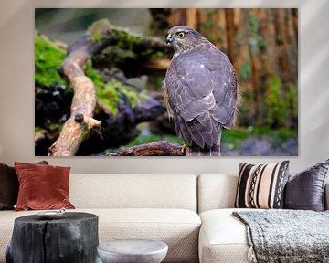 Sperwer van Sabrina de Vries