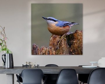 Boomklever van Sabrina de Vries