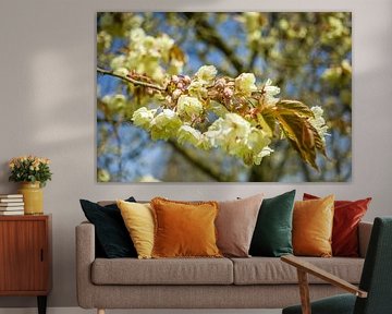 Bloeiende Prunus ukon 