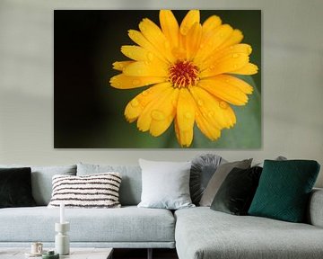 The yellow flower! van Nerissa Schluter