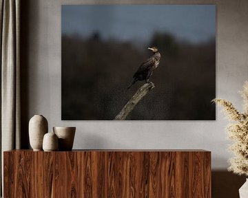 De Aalscholver van Vogelvrij fotografie